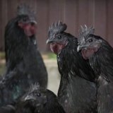 Jedinstvena kineska rasa kokoši uheilui